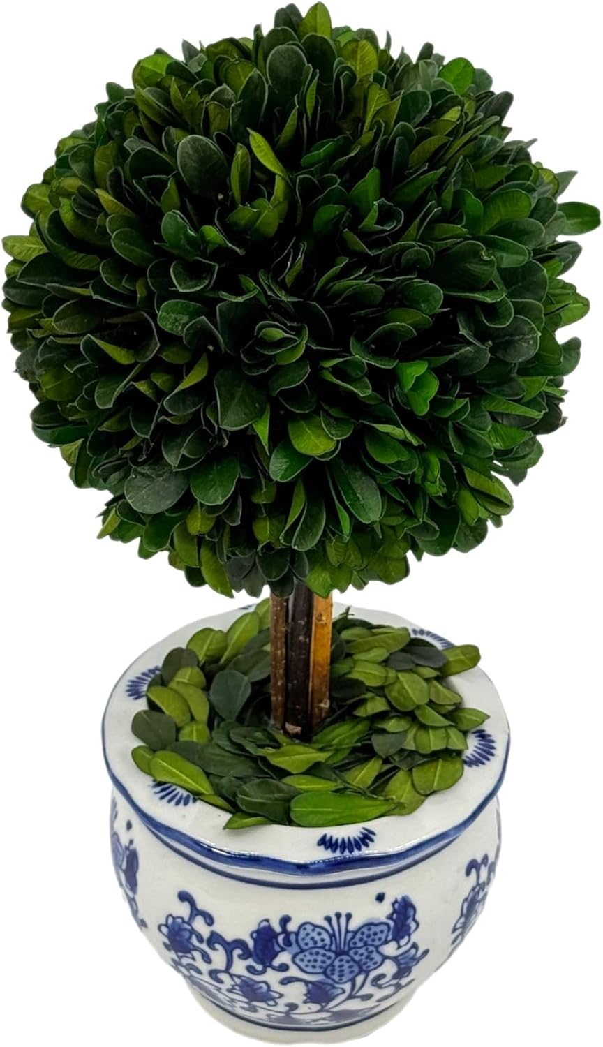 Galt International Naturally Preserved Boxwood Ball Topiary Tree in Round Hand Painted Blue & White Ceramic Pot Planter - European Rococo Home Decor Classic Chinoiserie Small 11" Tall Topiary - Image 2