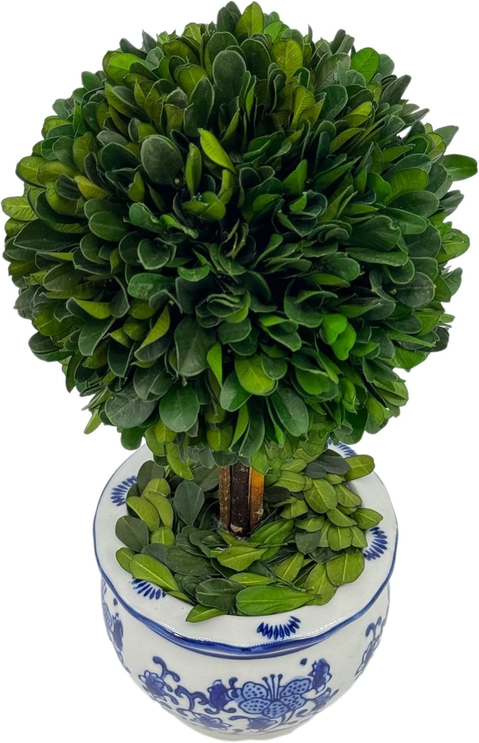 Galt International Naturally Preserved Boxwood Ball Topiary Tree in Round Hand Painted Blue & White Ceramic Pot Planter - European Rococo Home Decor Classic Chinoiserie Small 11" Tall Topiary - Image 5