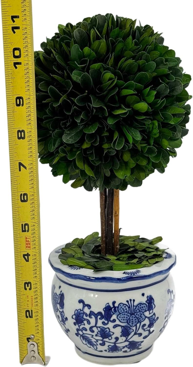 Galt International Naturally Preserved Boxwood Ball Topiary Tree in Round Hand Painted Blue & White Ceramic Pot Planter - European Rococo Home Decor Classic Chinoiserie Small 11" Tall Topiary - Image 3