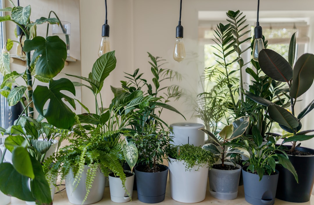 A cozy living room with various indoor plants arranged on shelves and tables, creating a vibrant and inviting atmosphere.